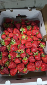 Клубника сарыагаш. 0.500гр