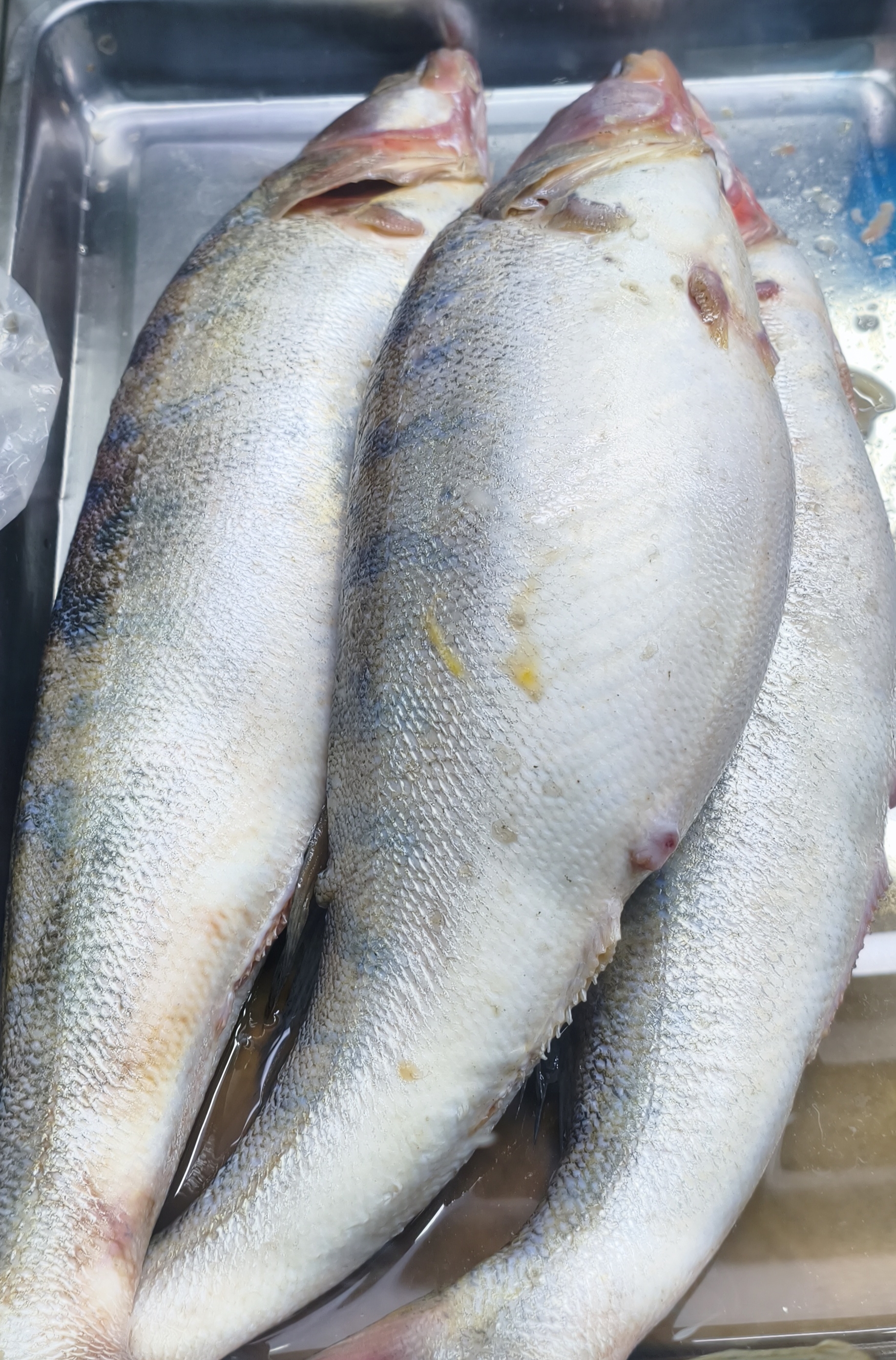 Судак свежий. Цена указана за 1кг