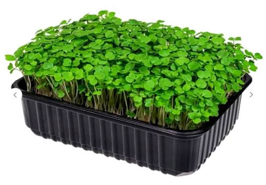 Микрозелень(Руккола)/шт