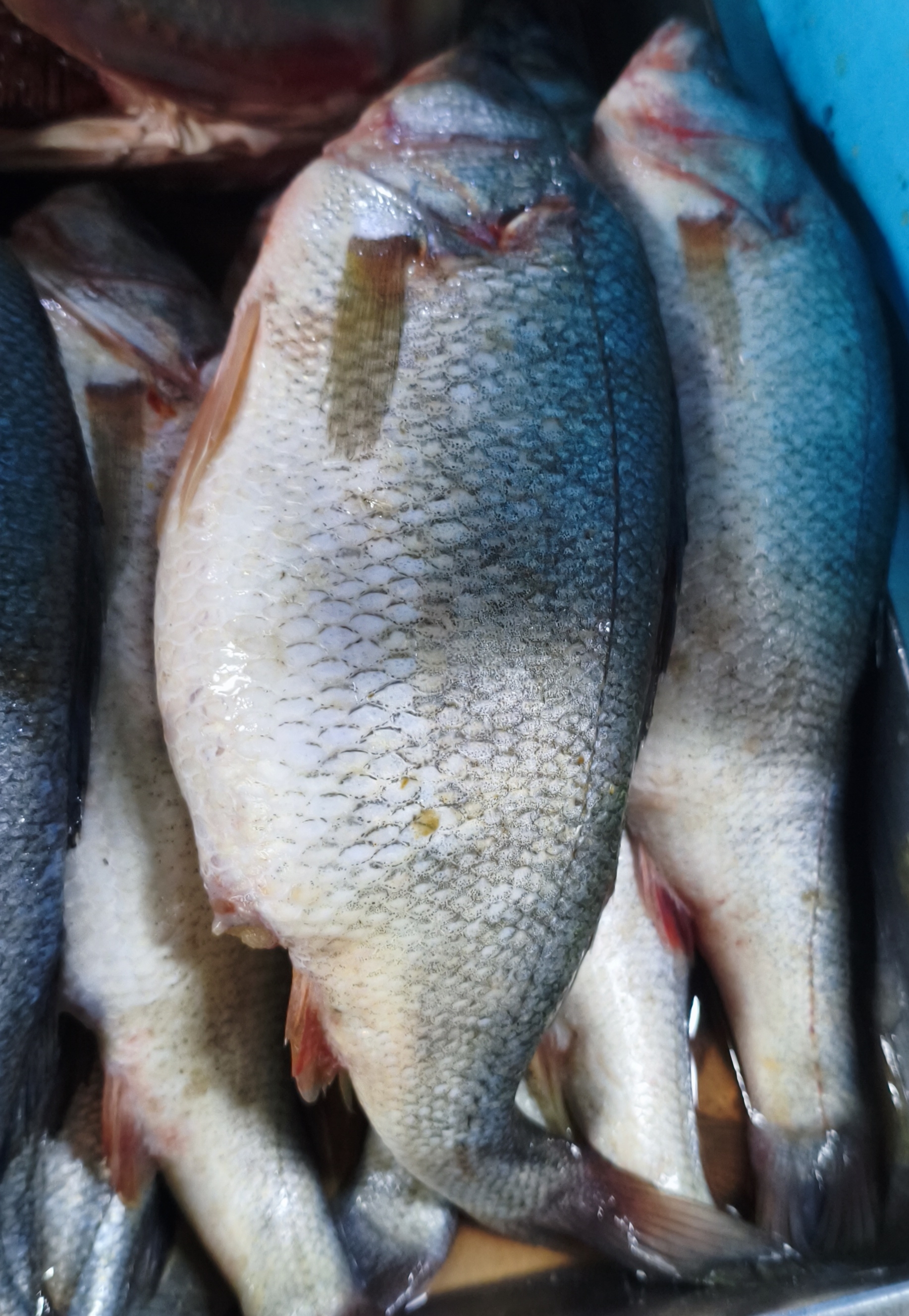 Окунь свежий. Цена указана за 1кг