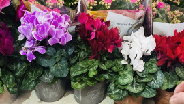 Цикламены маленькие горшки