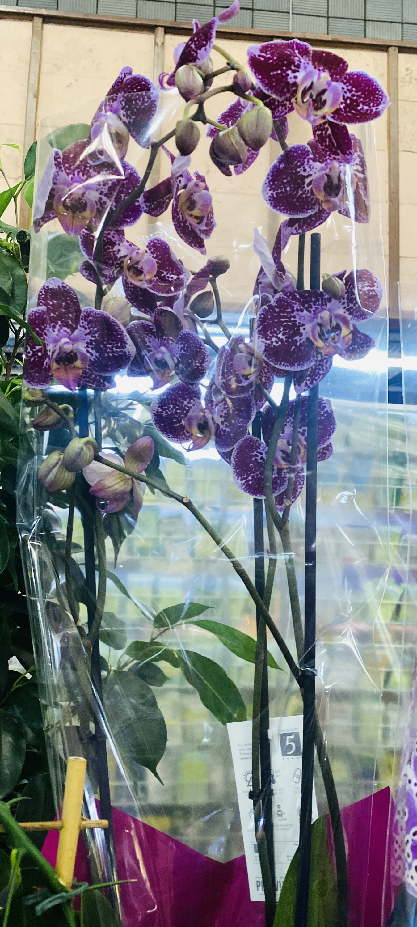 Орхидеи в ассортименте