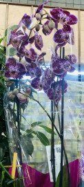 Орхидеи в ассортименте