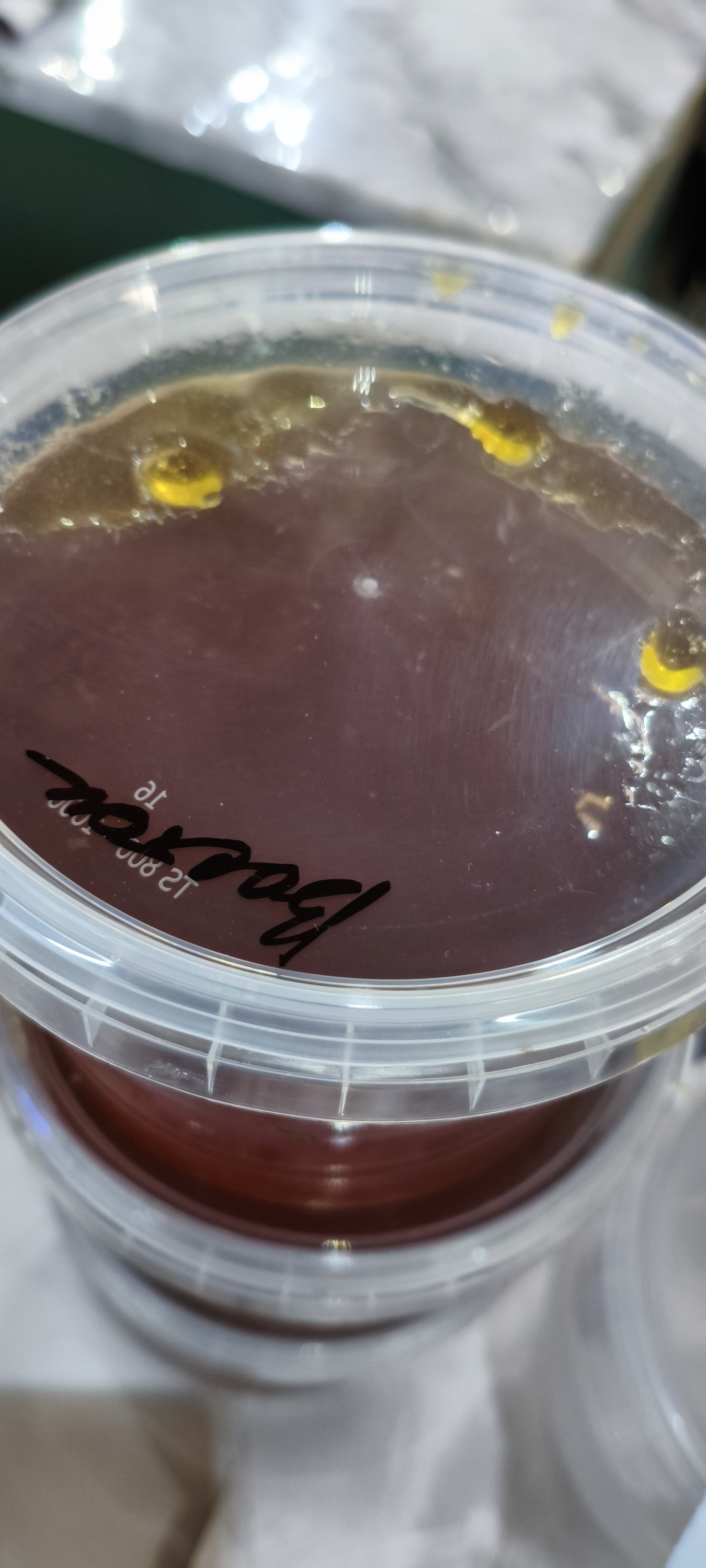 Мёд восточное разнотравье ( алтайский жидкий). 500гр