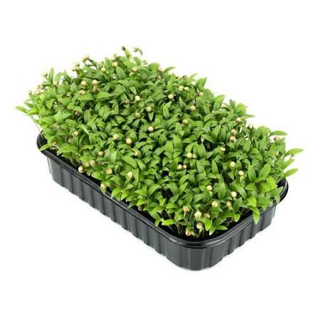 Микрозелень(Кинза)/шт