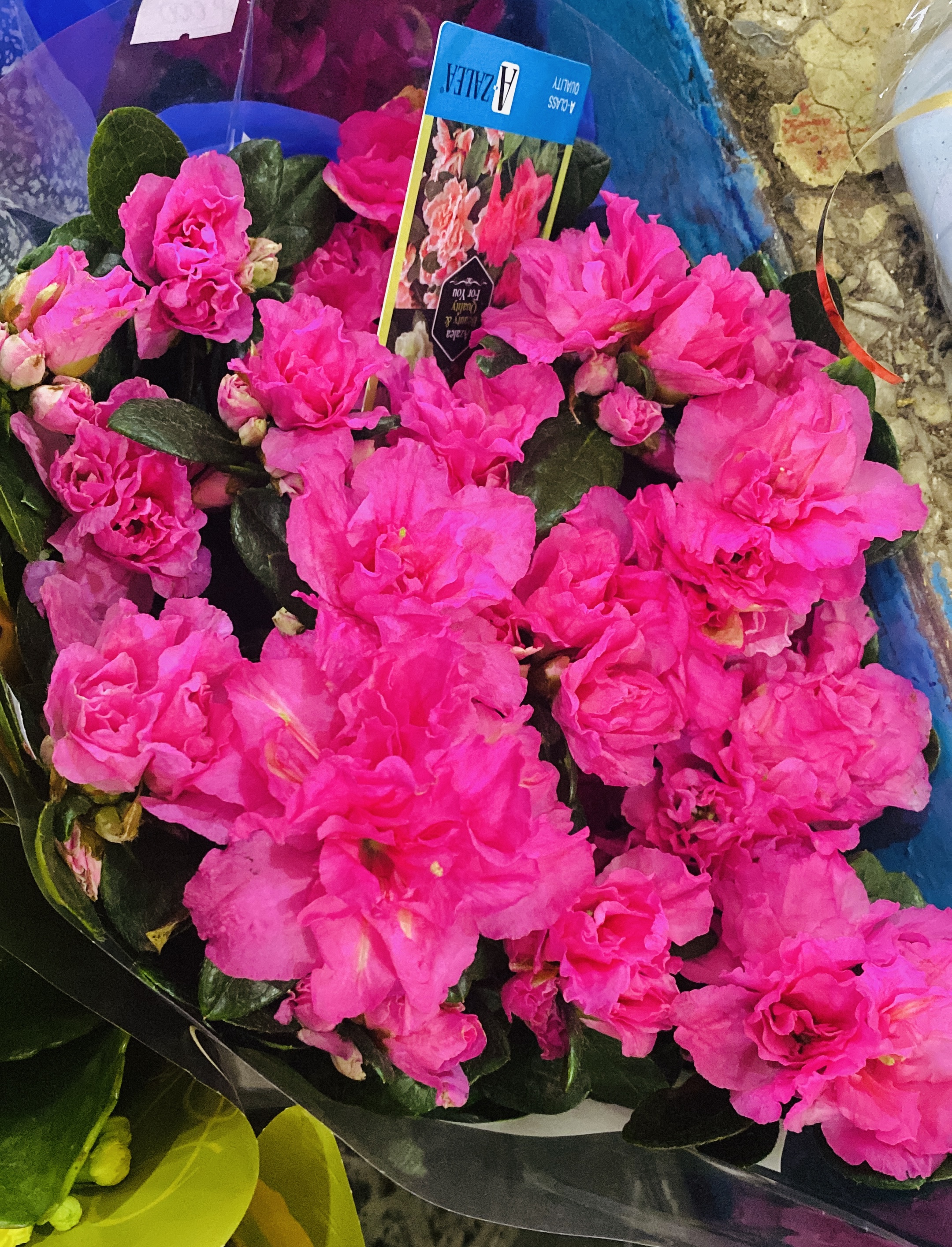 Азалия в ассортименте