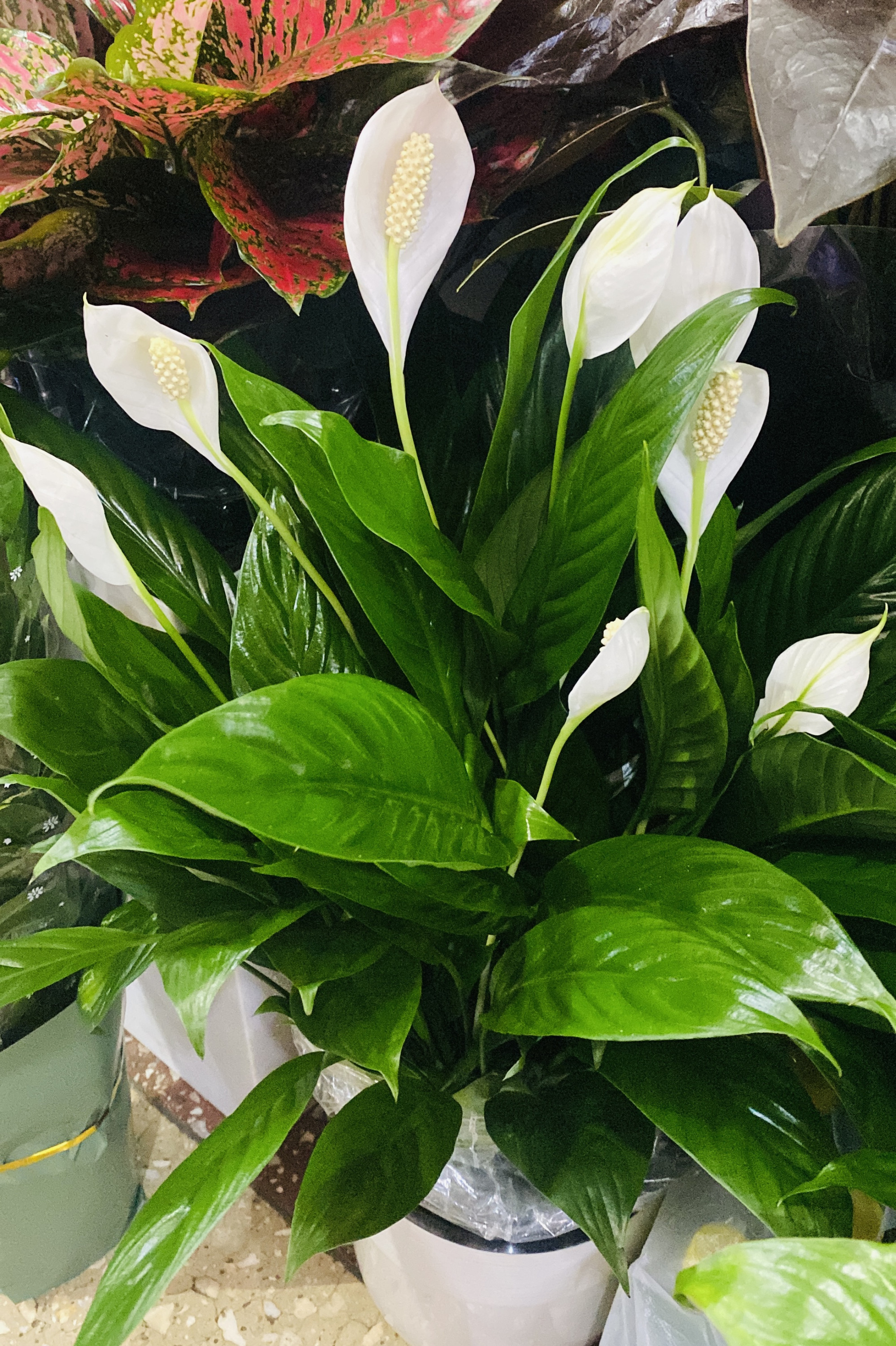 Спатифиллум «Женское счастье»