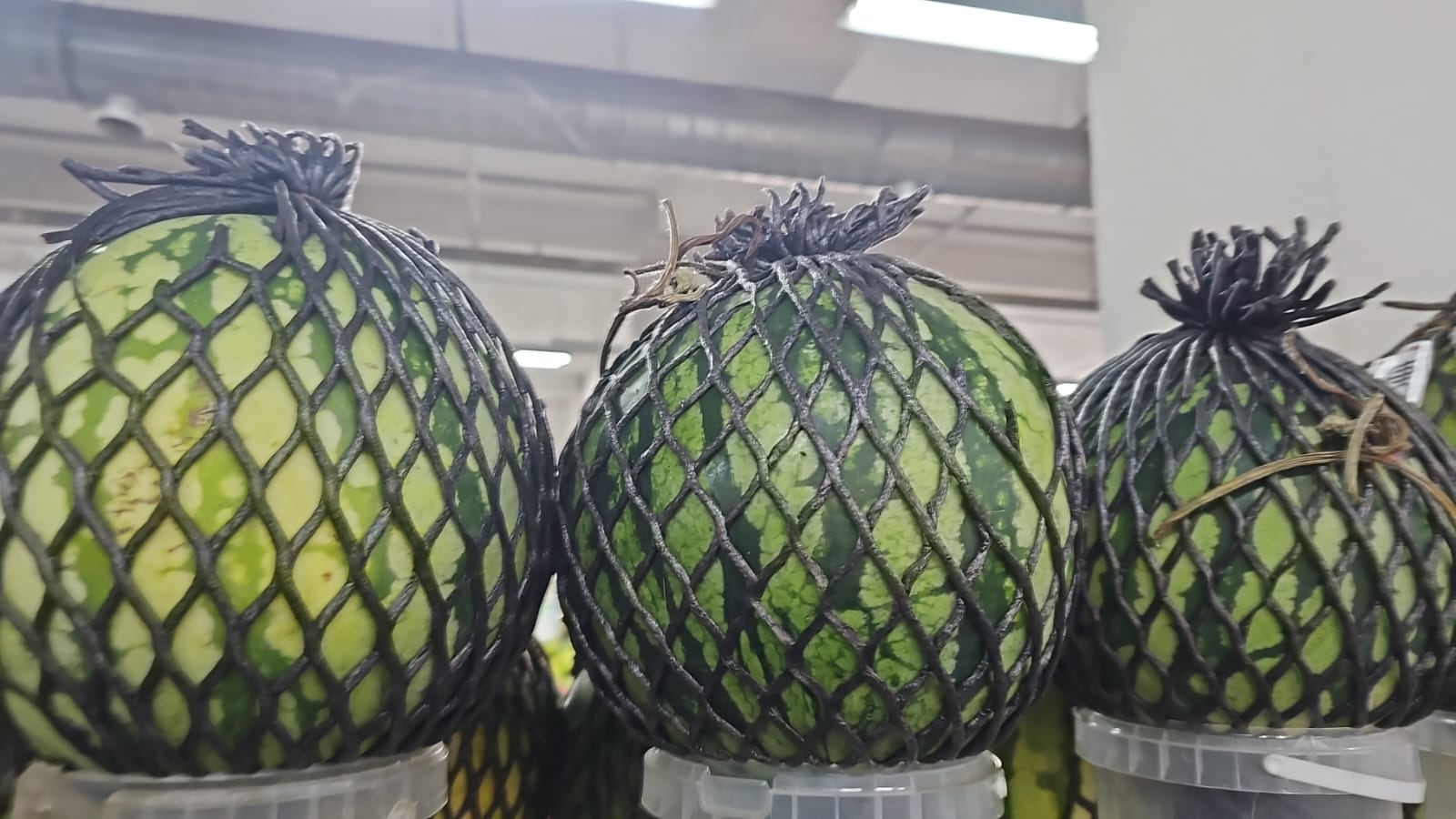 Арбуз. Мин вес ~3кг