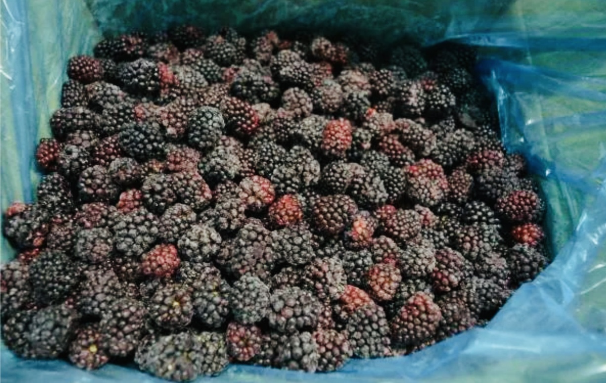 Замороженная Ежемалина пачка 300гр