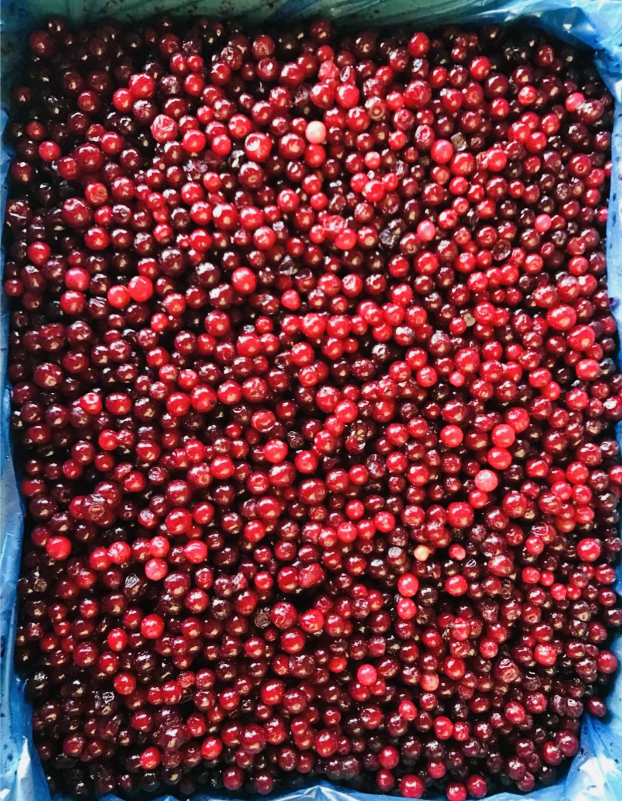 Замороженная Брусника пачка 300гр