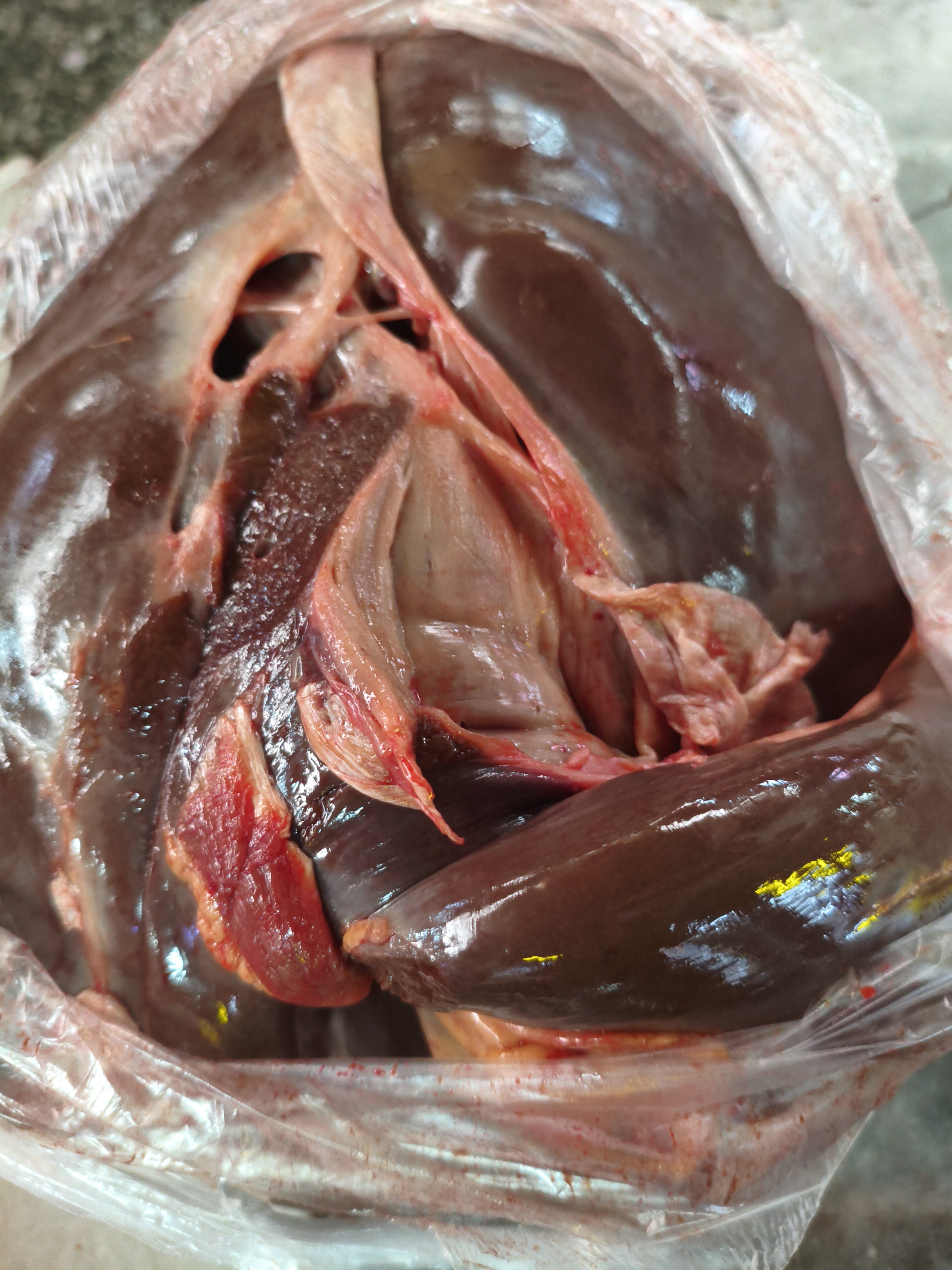 Печень говядина вес