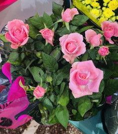 Роза миниатюрная в ассортименте