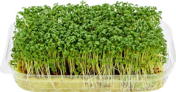 Микрозелень (Кресс салат)/шт