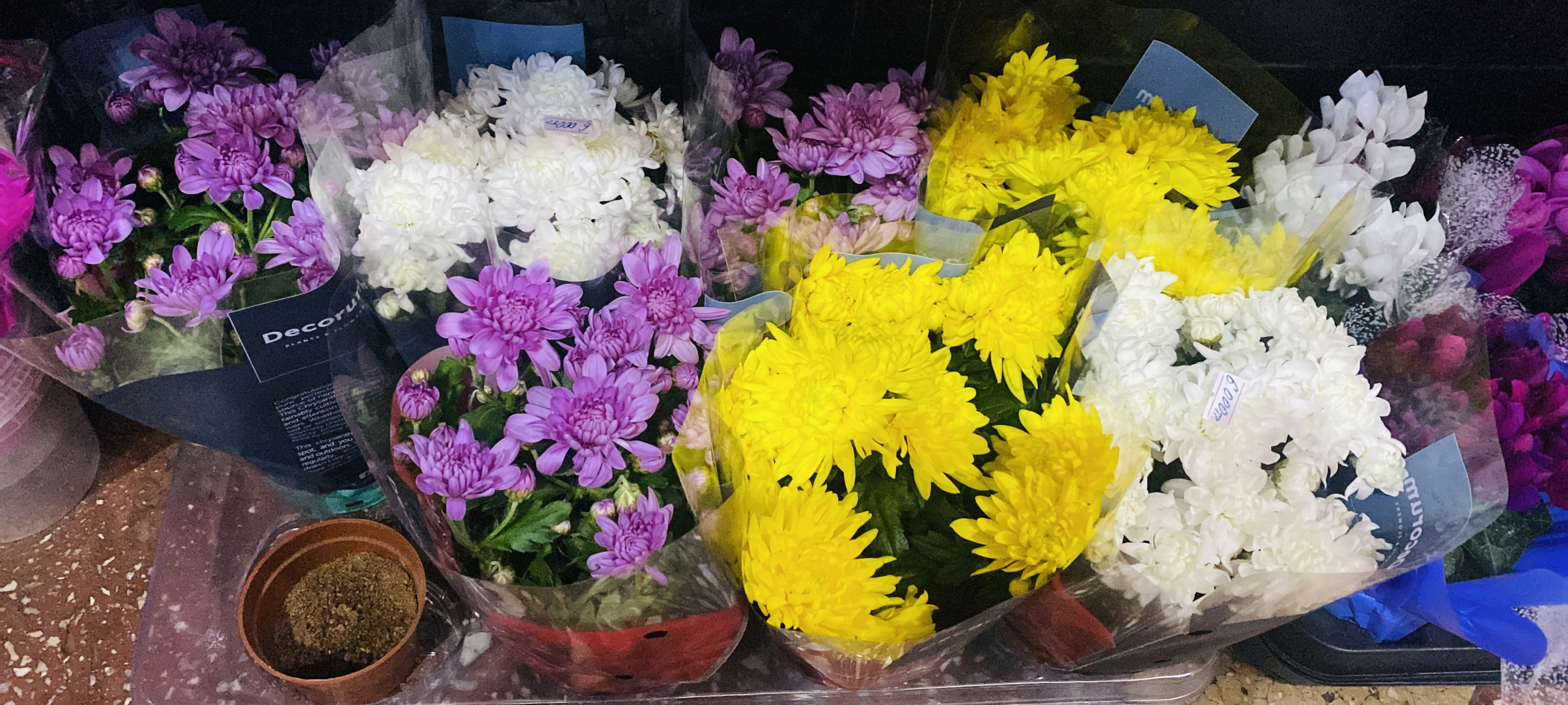 Хризантемы