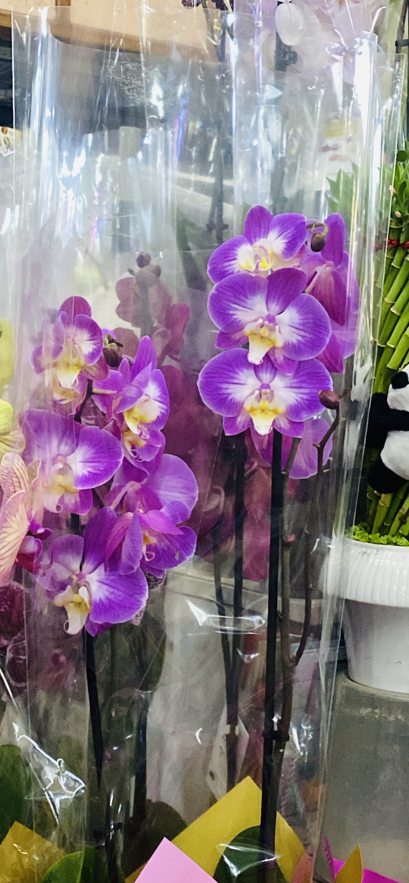 Орхидеи в ассортименте