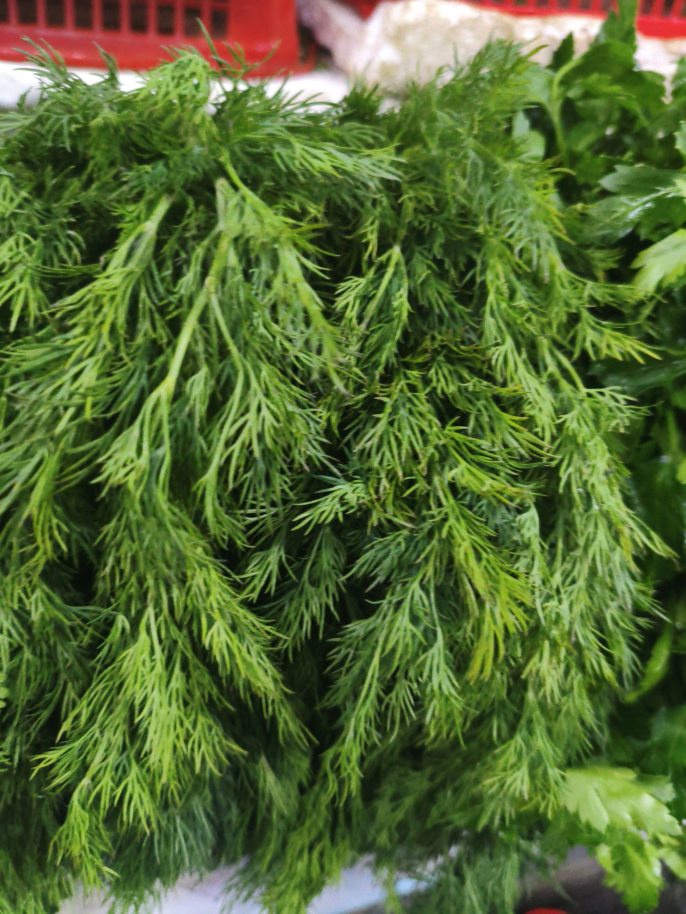 .Укроп (пучок)