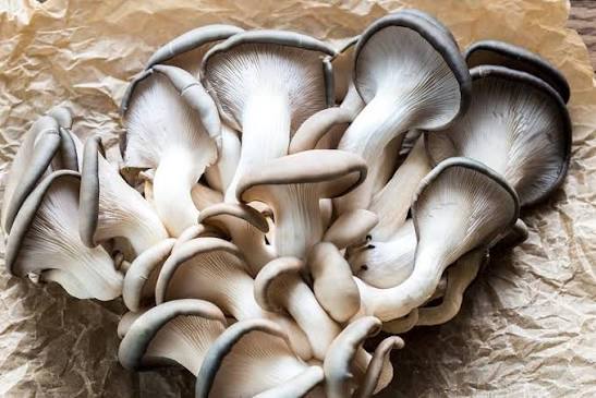 Грибы вешенки./1кг