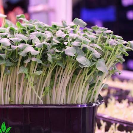 микрозелень(Дайкон)/шт