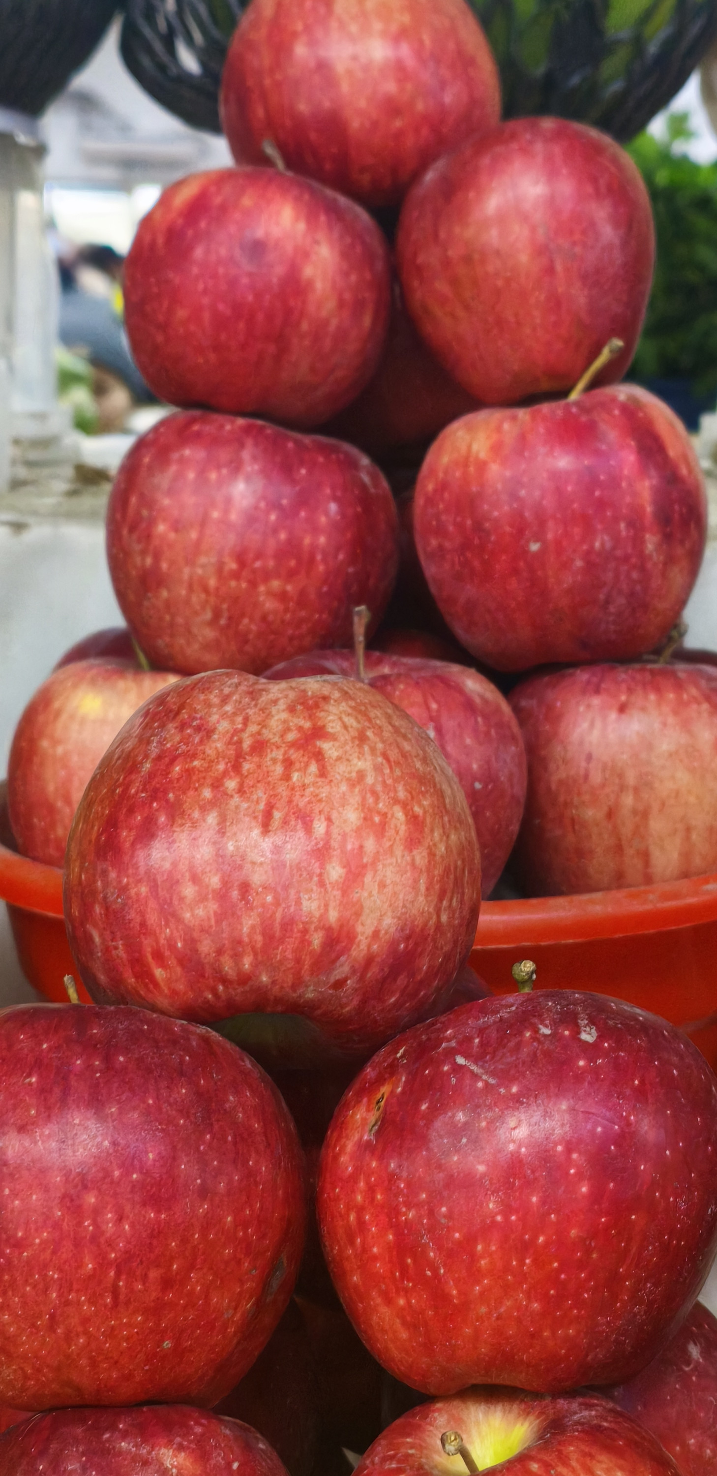 Яблоки Американка