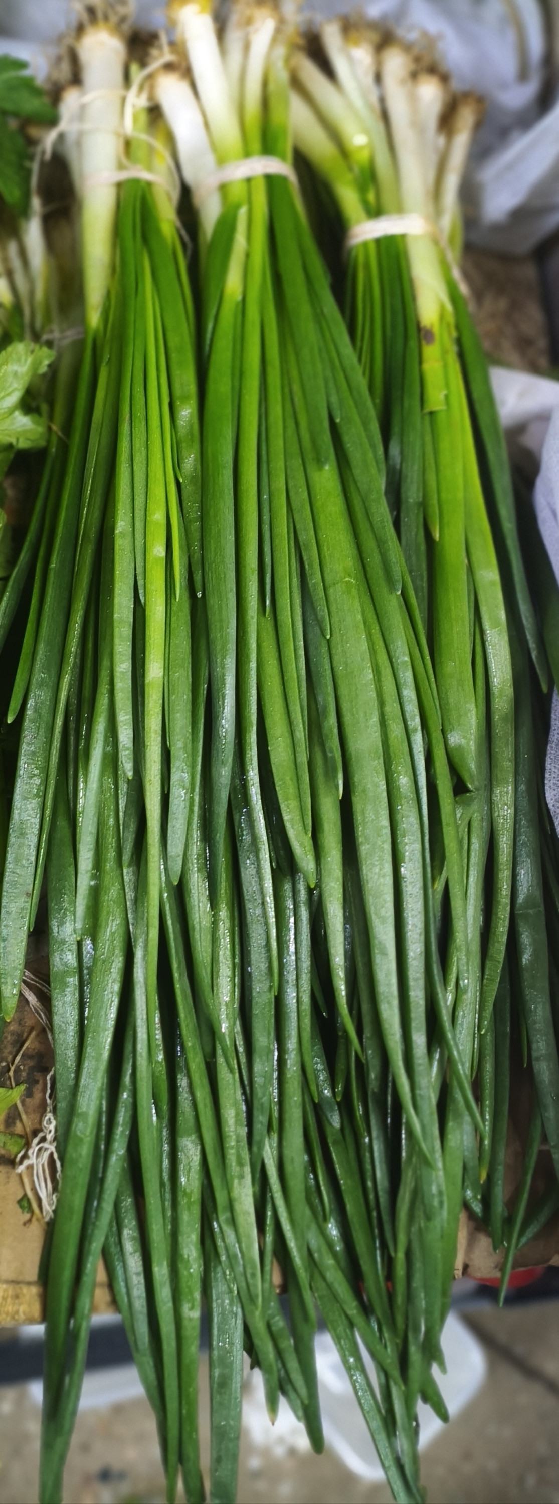 .Лук зелёный пучок