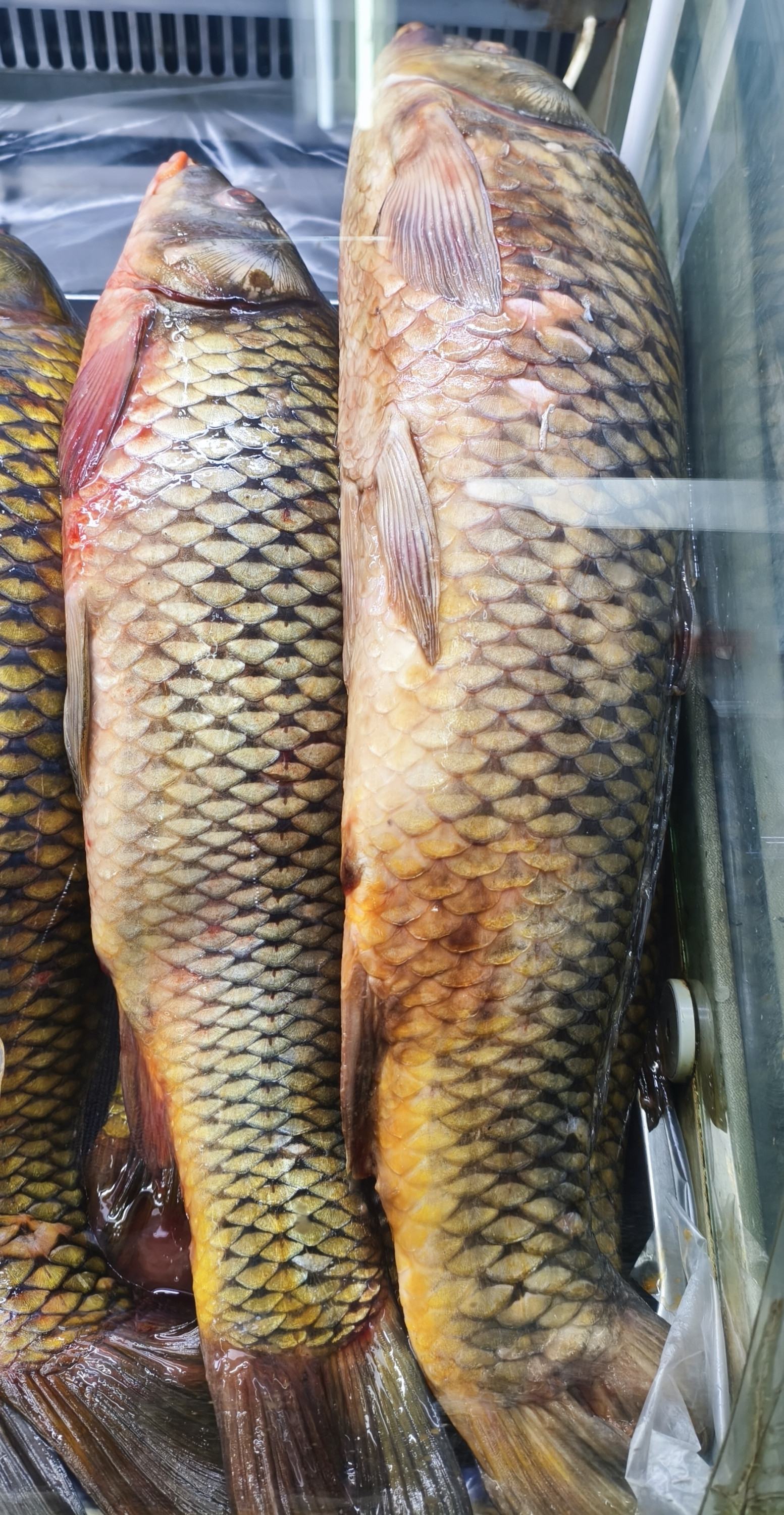 Карп свежий. Вес от 2 до 5 кг. Цена указана за 1кг