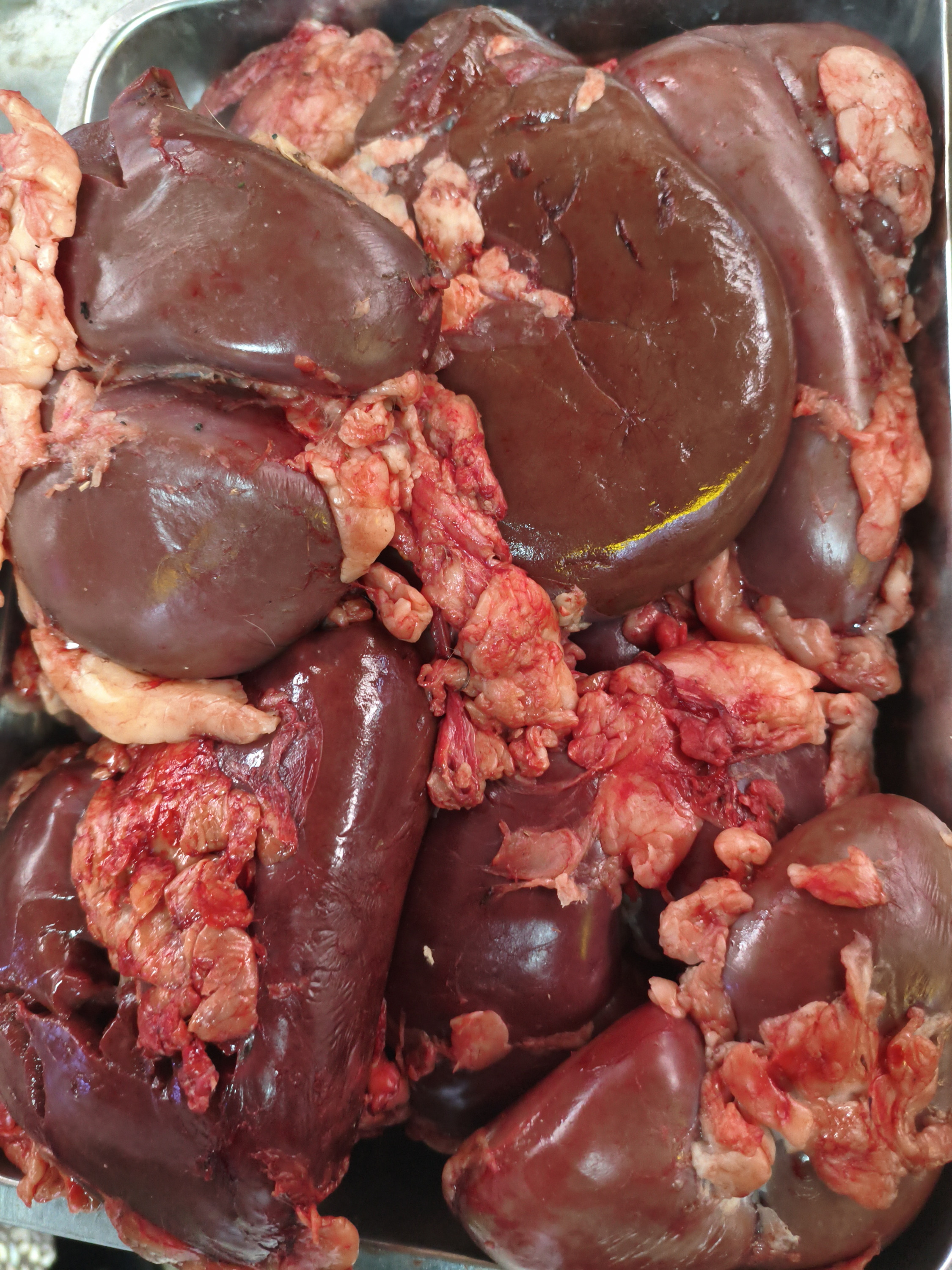 Почки конские шт