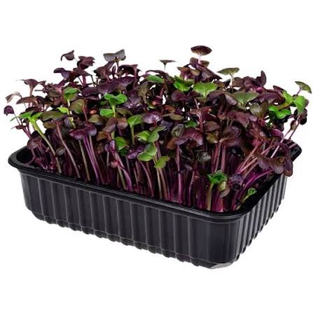 Фиолетовый редис (микрозелень)