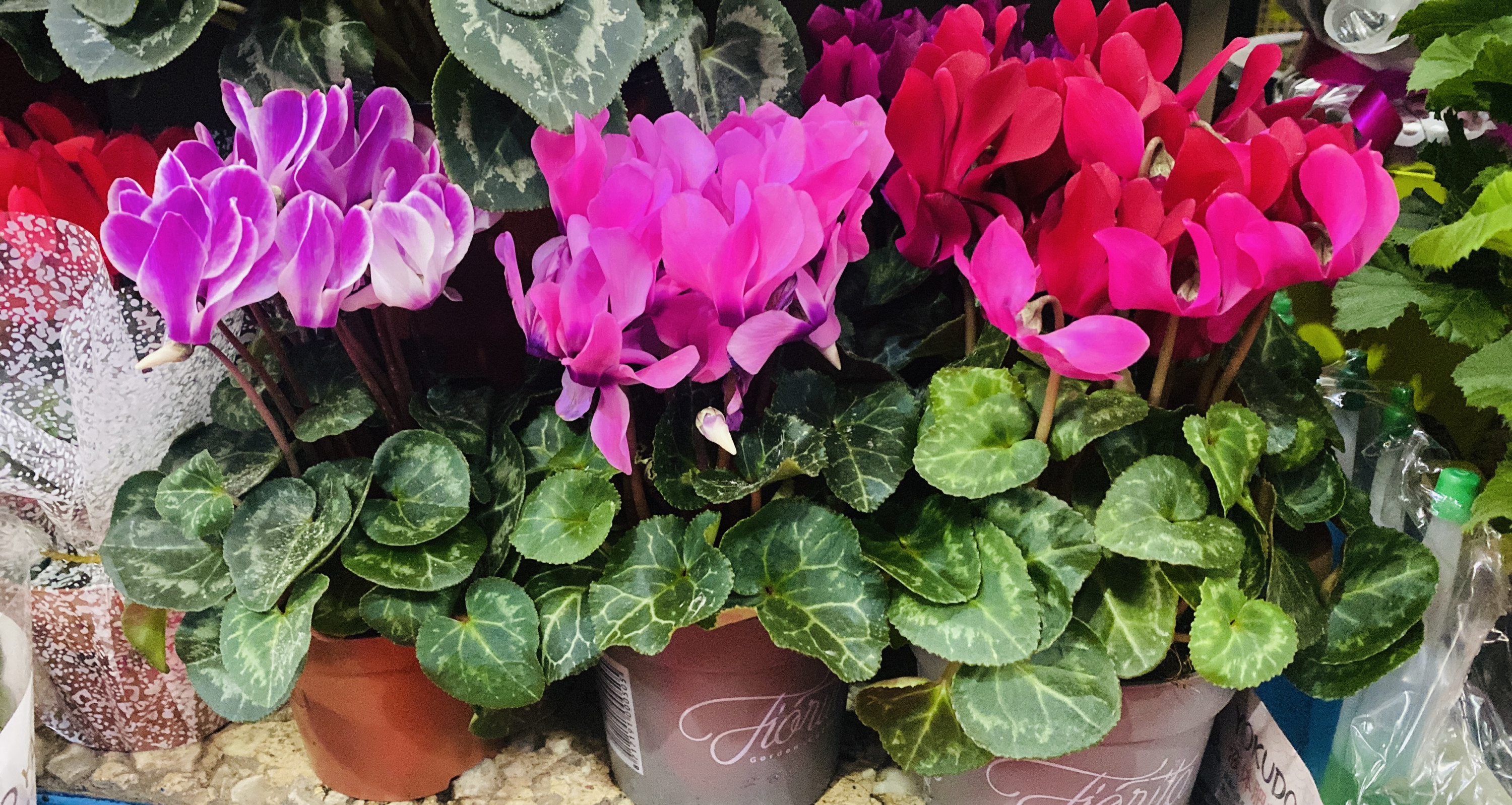 Цикламены средний горшок