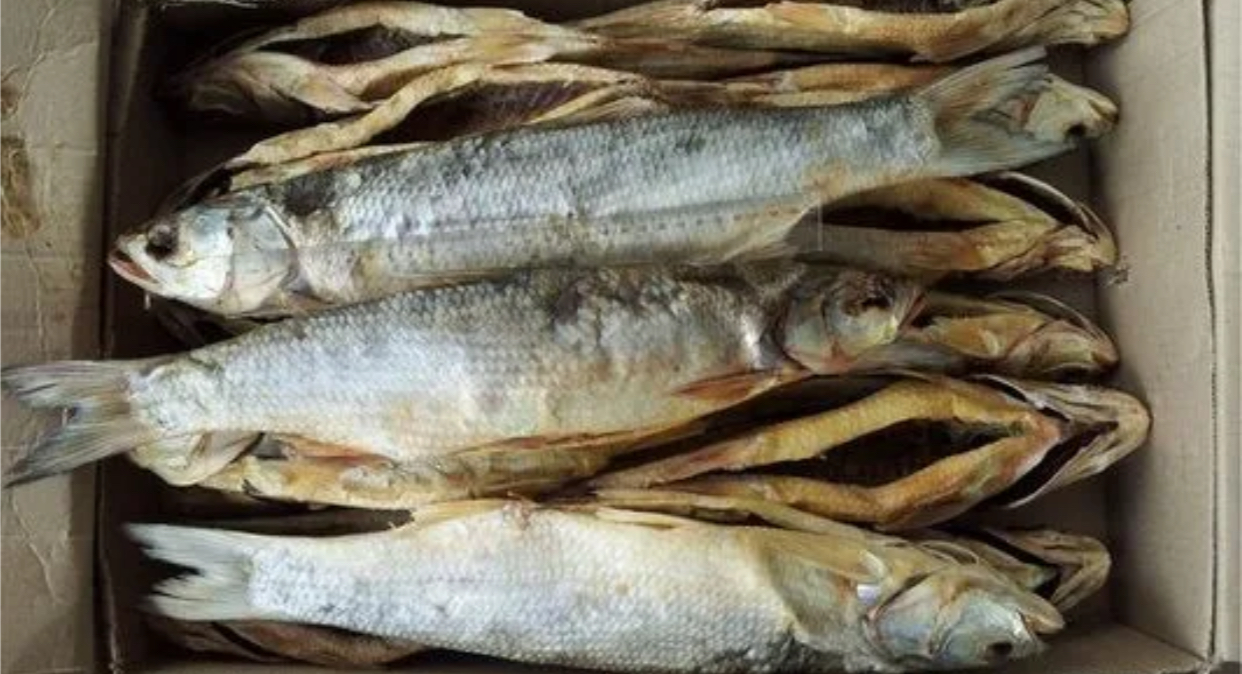 Жерех Атырауский свежезамороженный