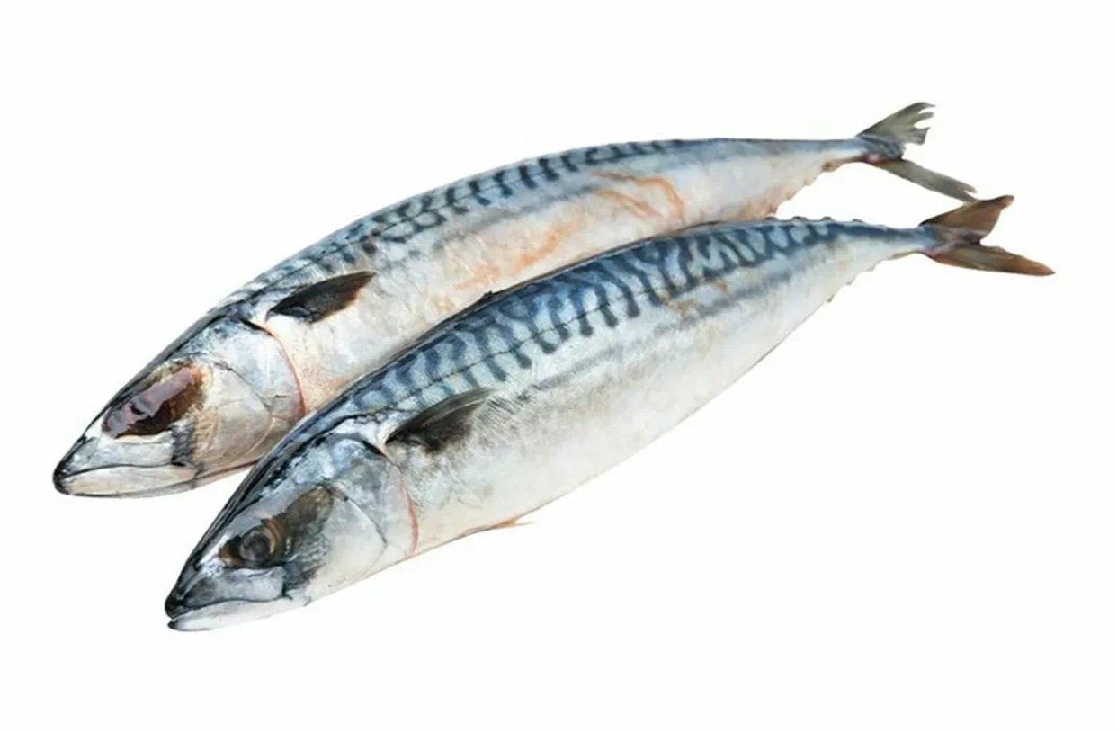 Скумбрия малосоленная. Цена указана за 1кг