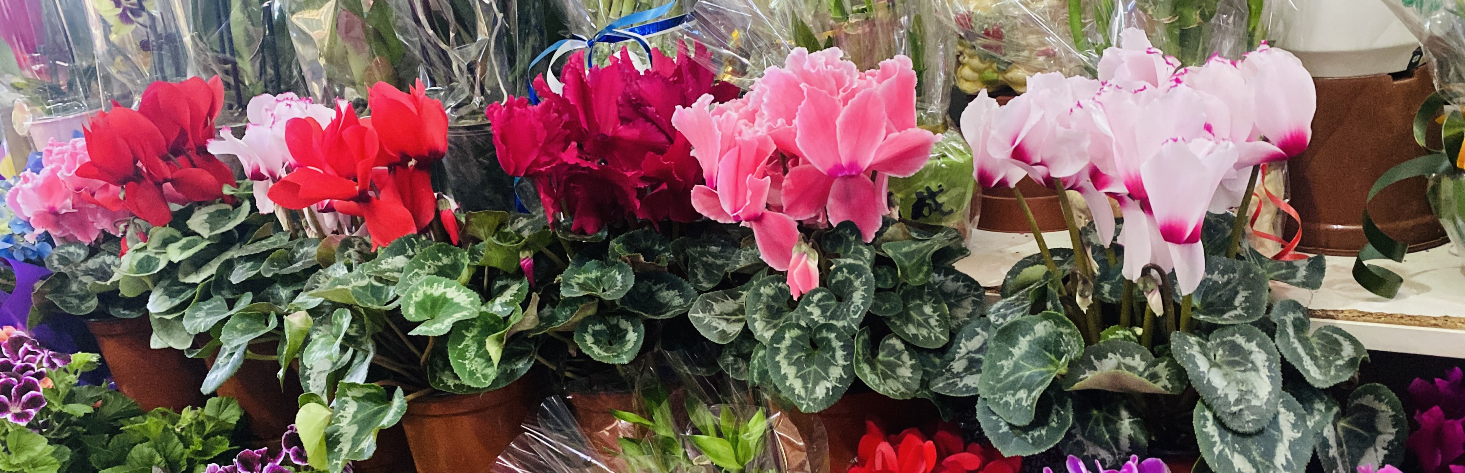 Цикламены большие горшки