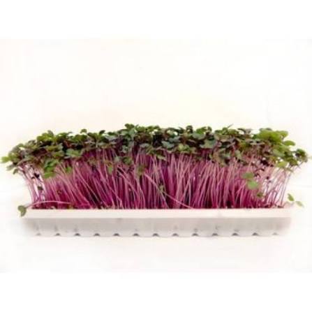Микрозелень (Красная капуста)/шт