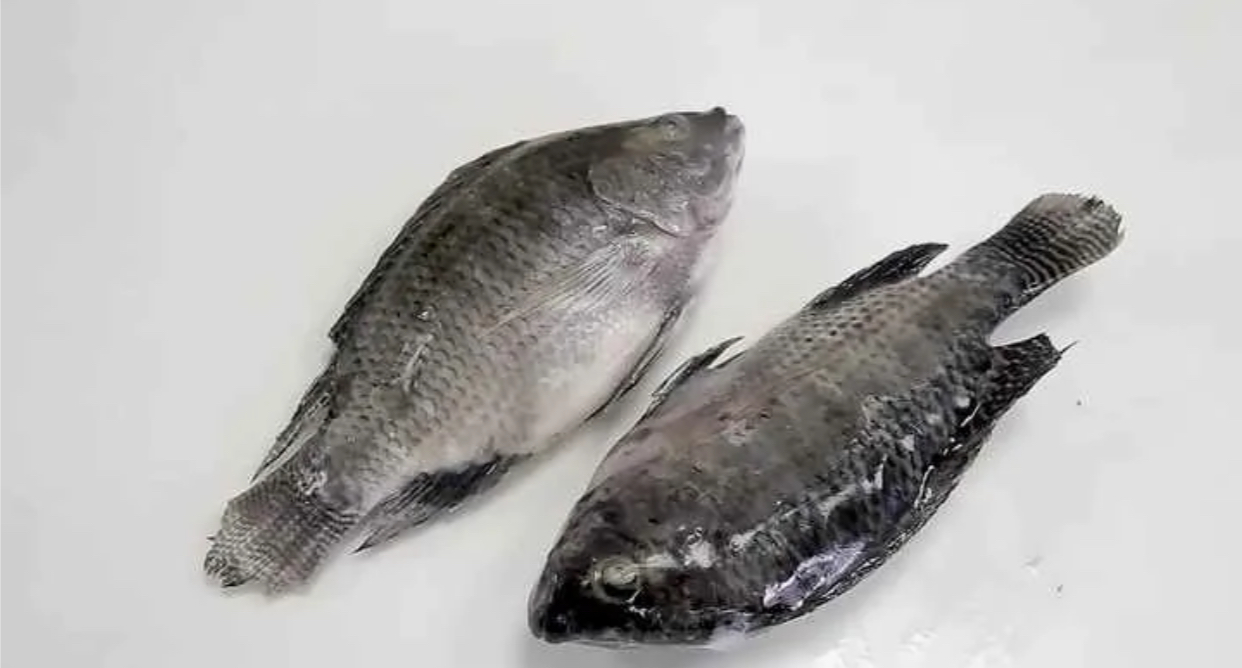 Телапия св/м в упаковке 5-6шт 1кг