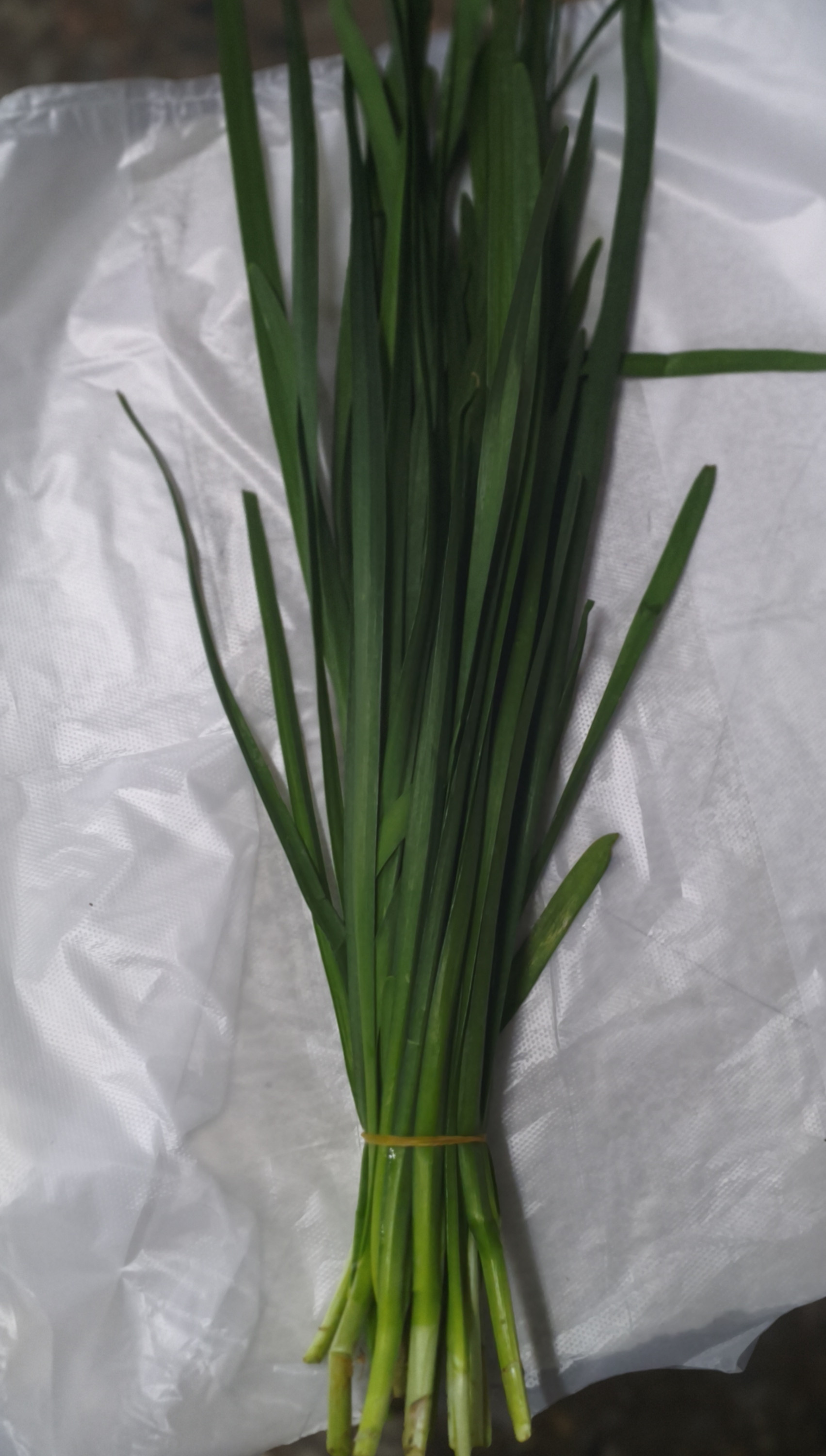 .Джусай(местный) пучок