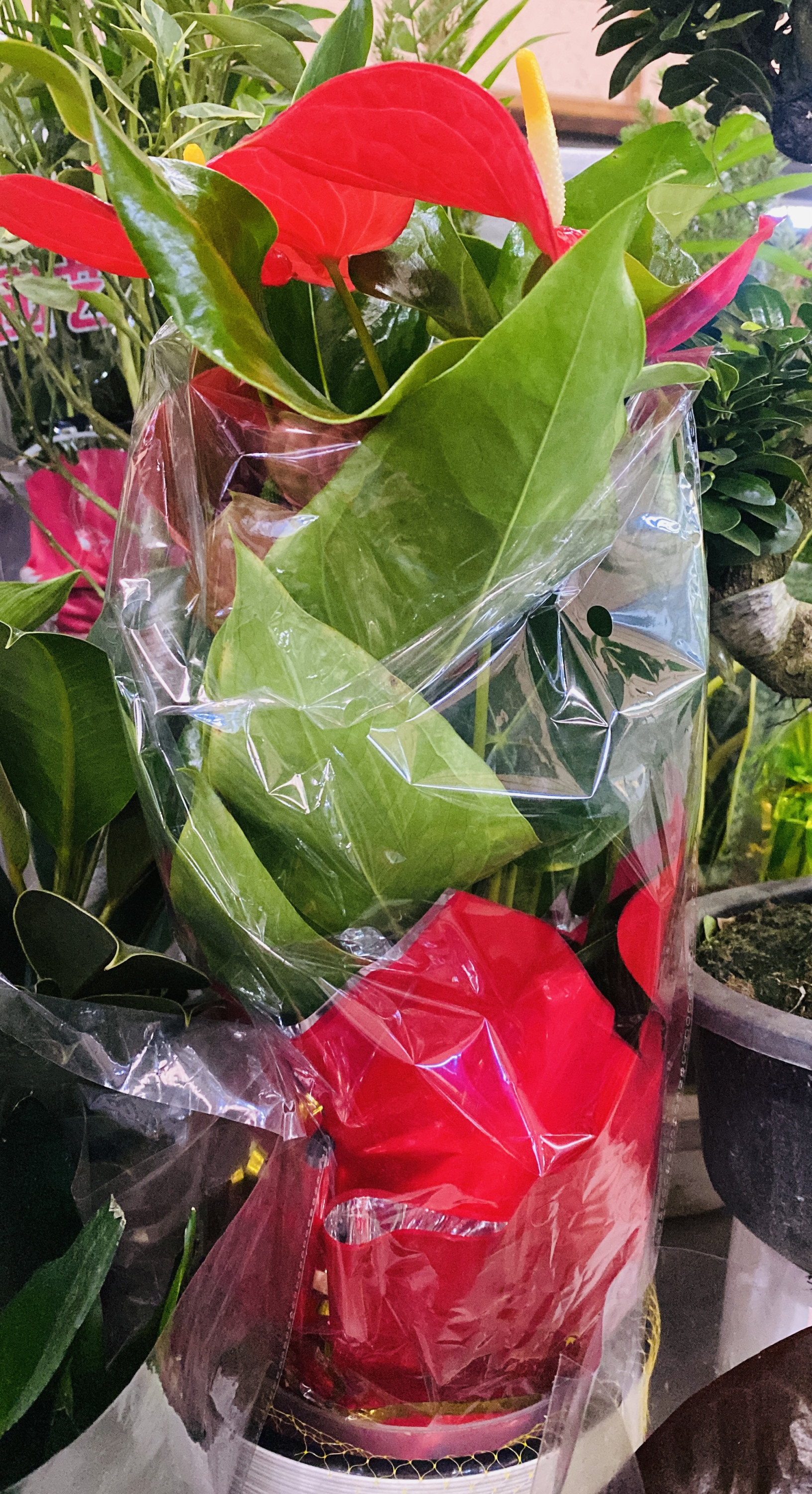 Антуриум «Мужское счастье»