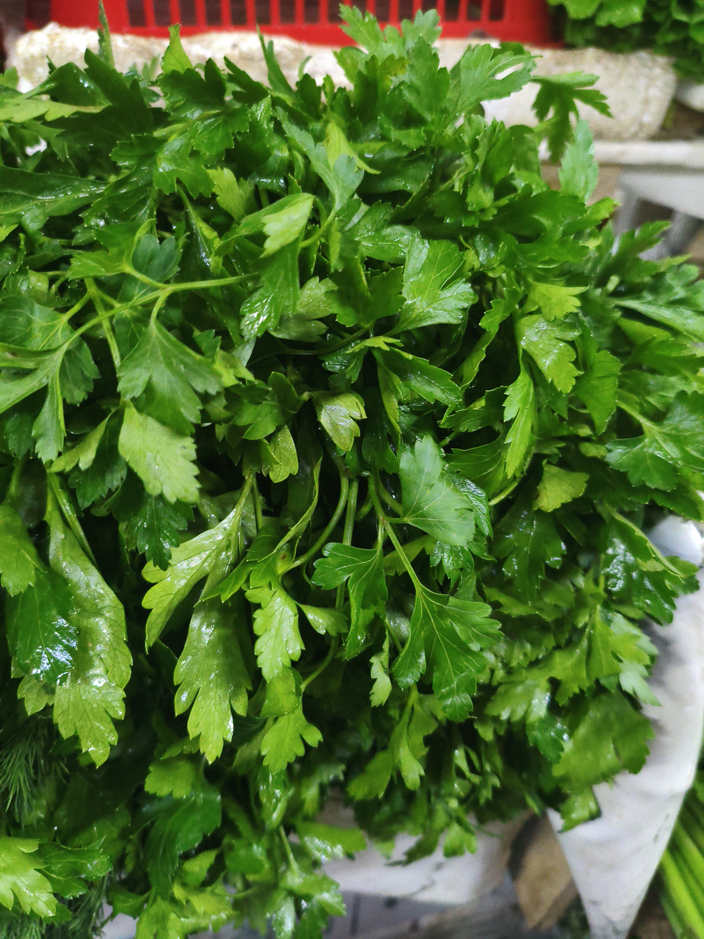 .Петрушка пучок