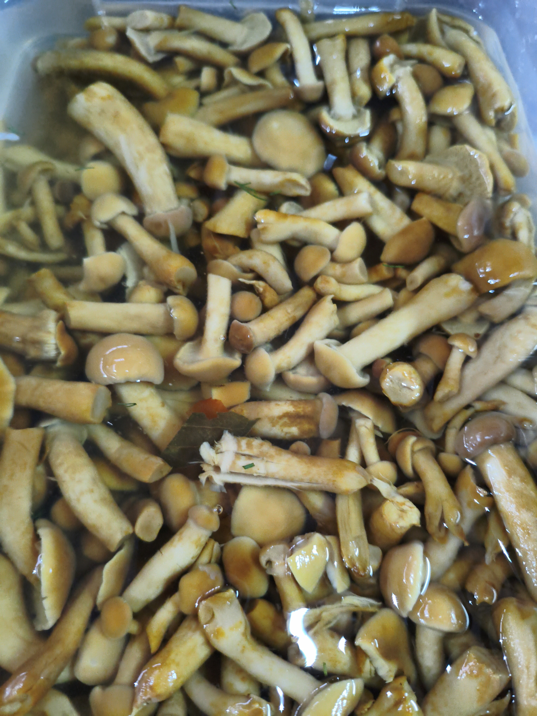 Грибы опята соленые вес