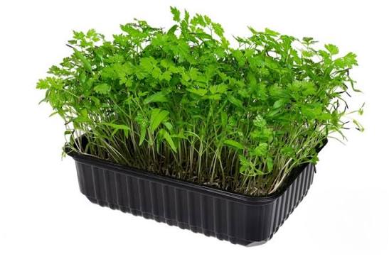 Микрозелень (Кервель)/шт