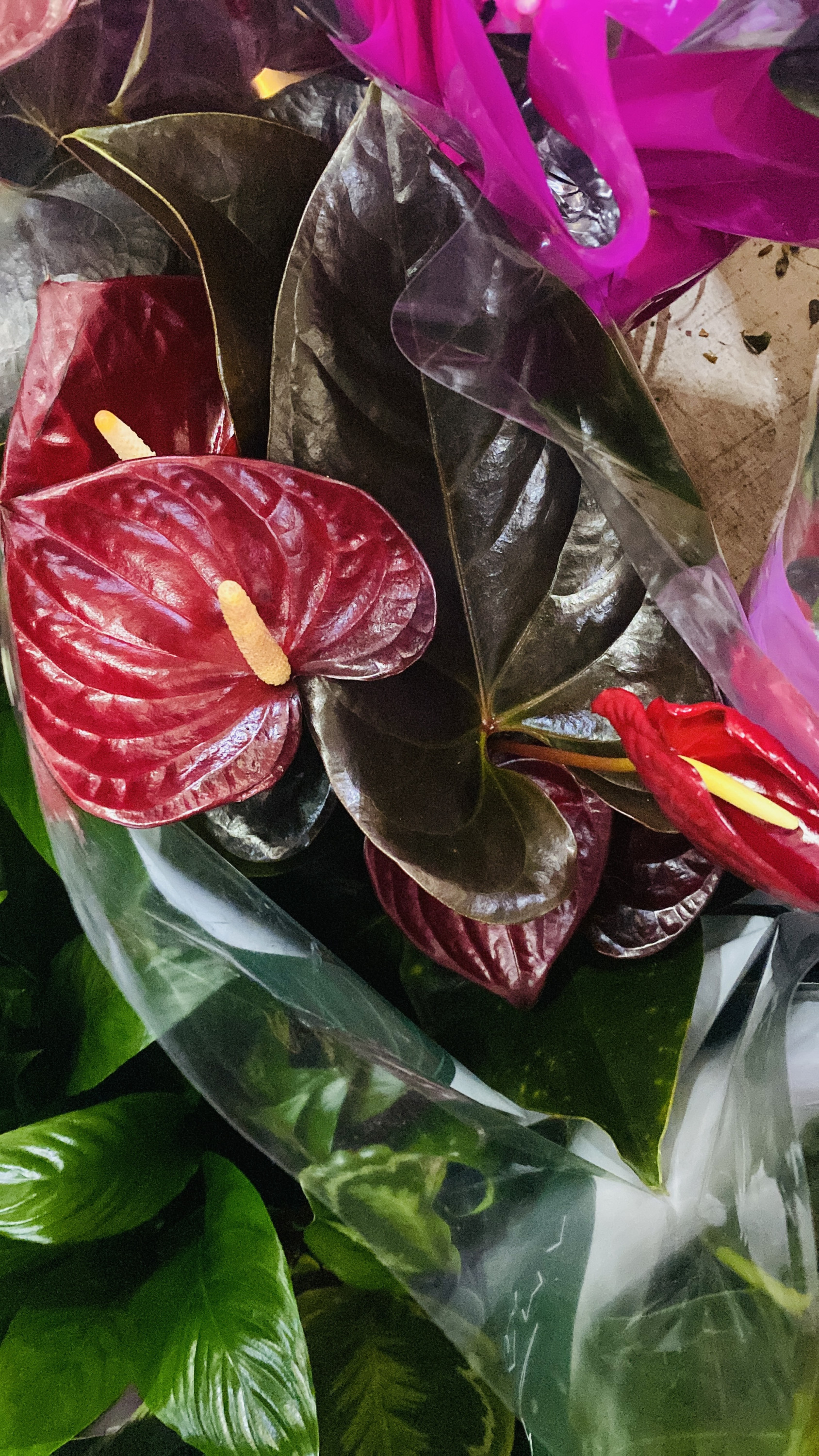 Антуриум «Мужское счастье»