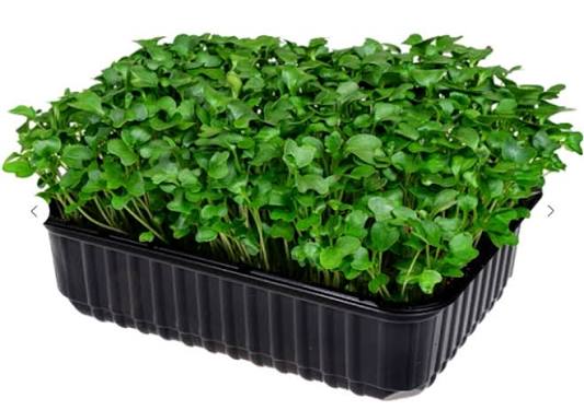 Микрозелень (Брокколи).шт