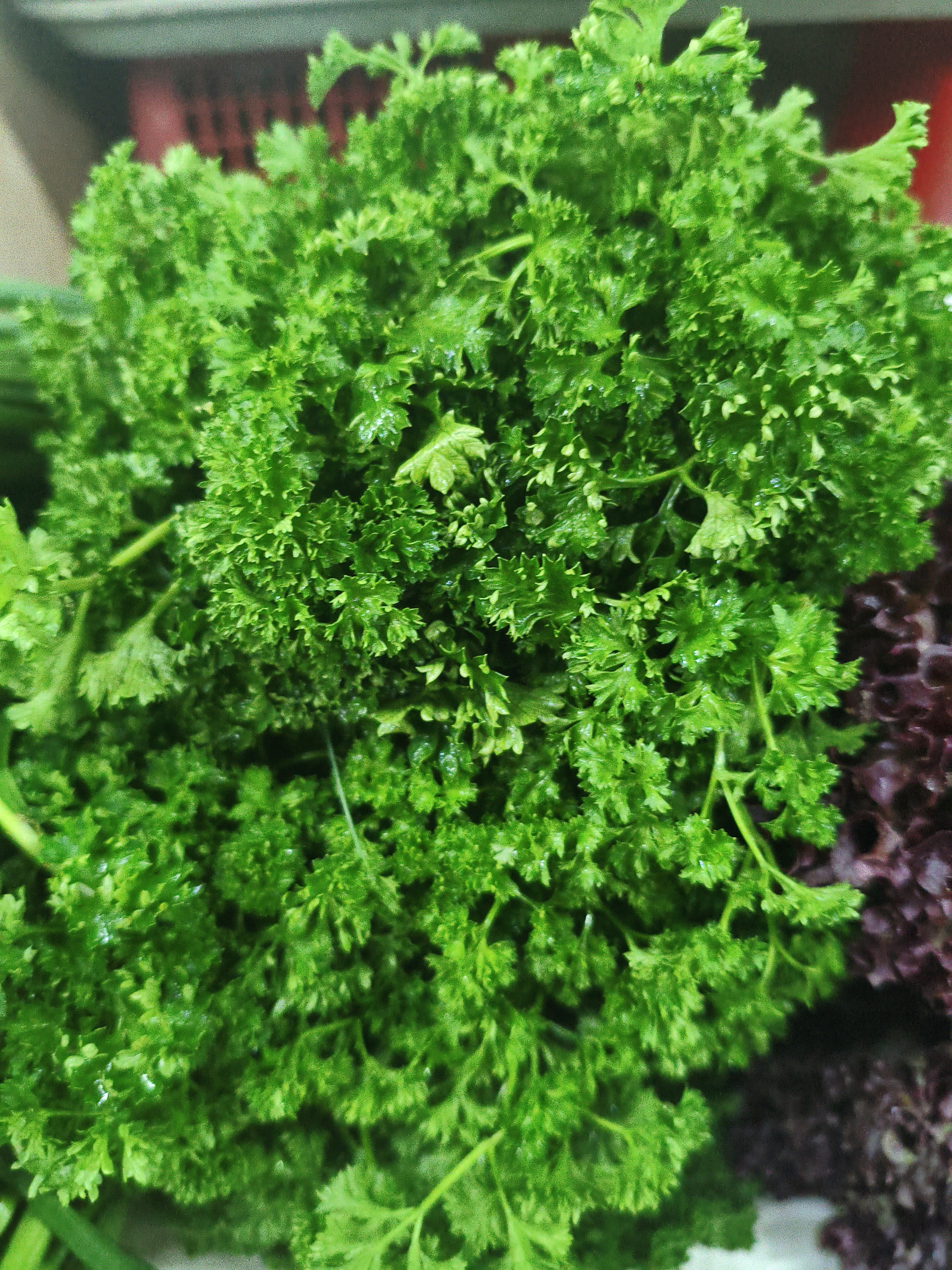 .Петрушка кудрявая. 200гр