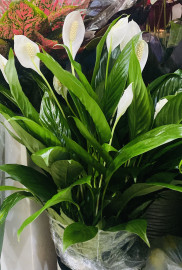 Спатифиллум «Женское счастье»