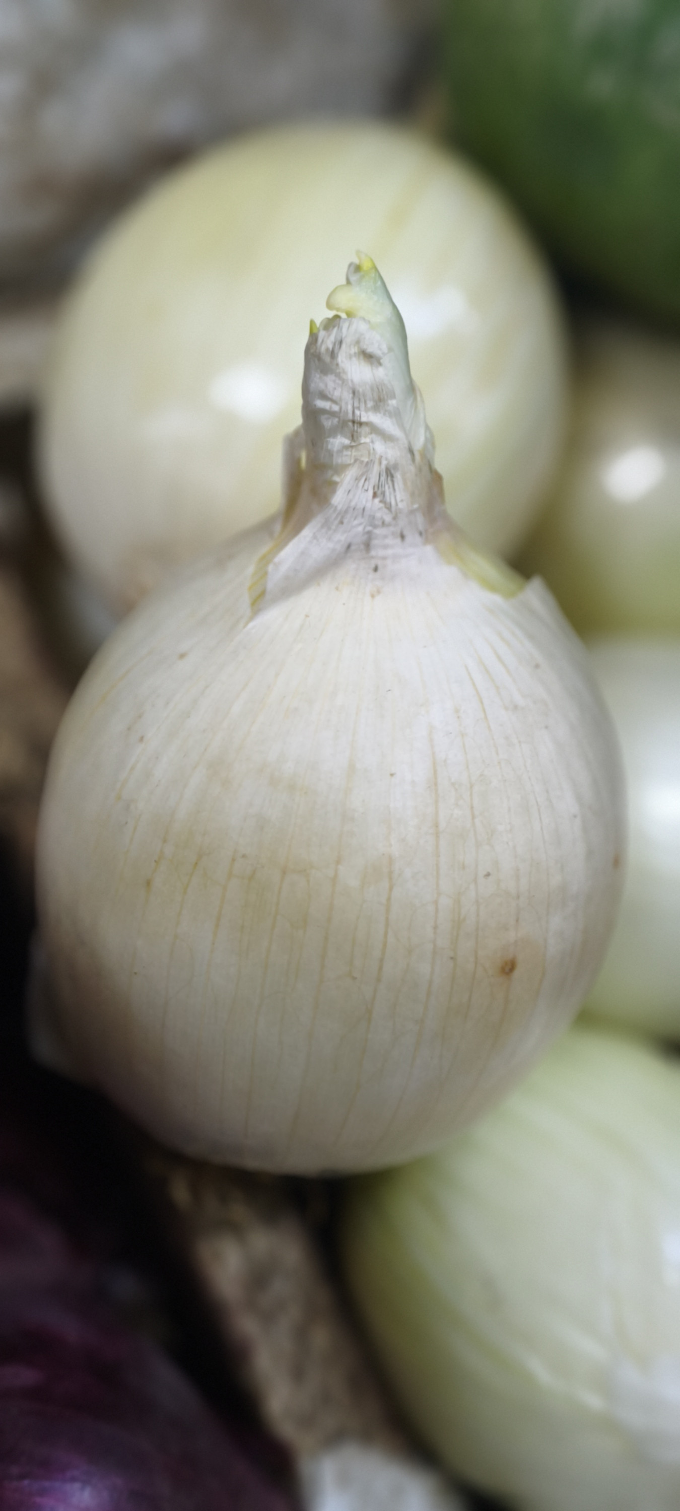 Лук белый. Цена за 1кг