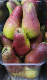 Груша Талгарка. Цена указана за 1кг