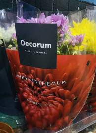 Хризантемы