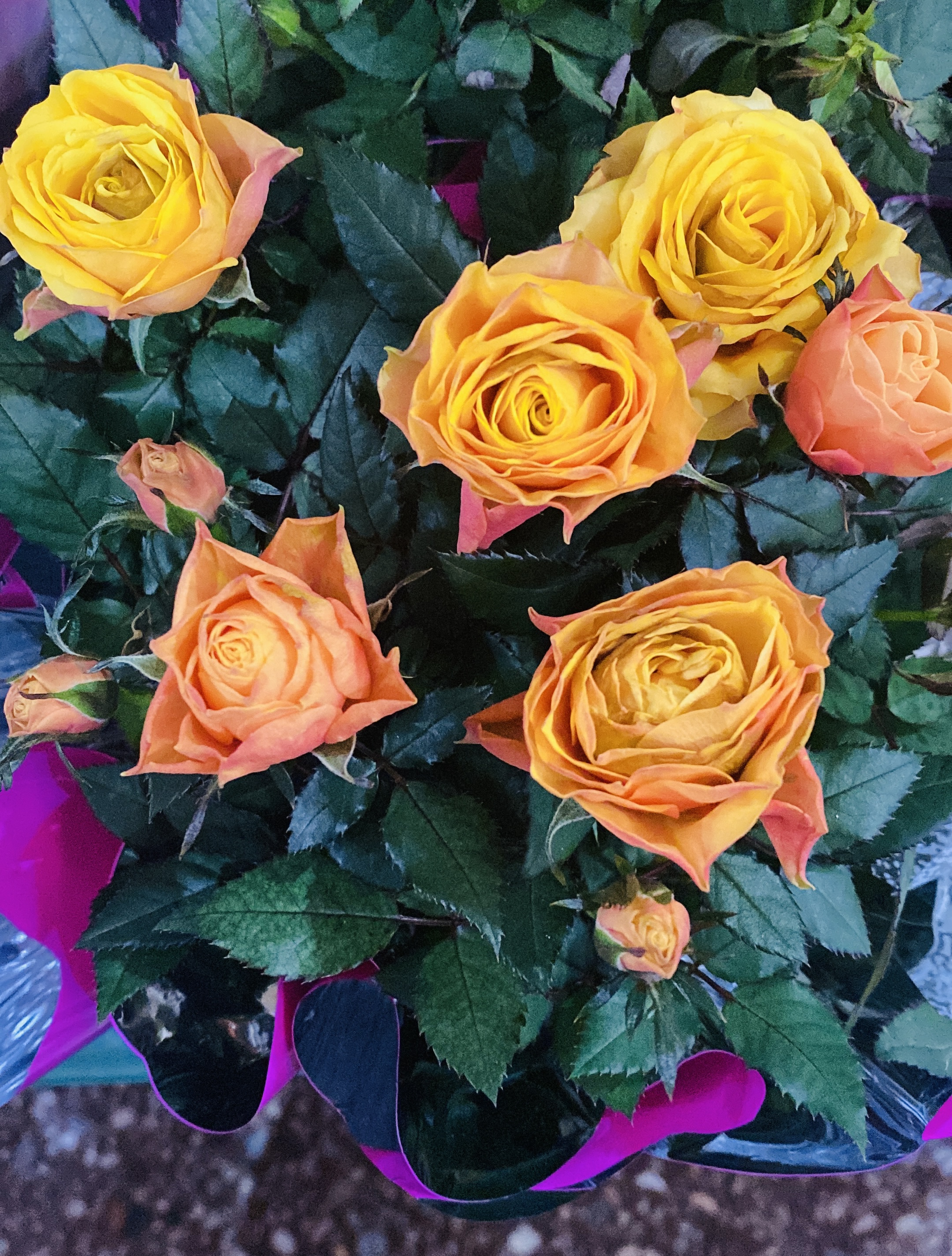 Роза миниатюрная в ассортименте