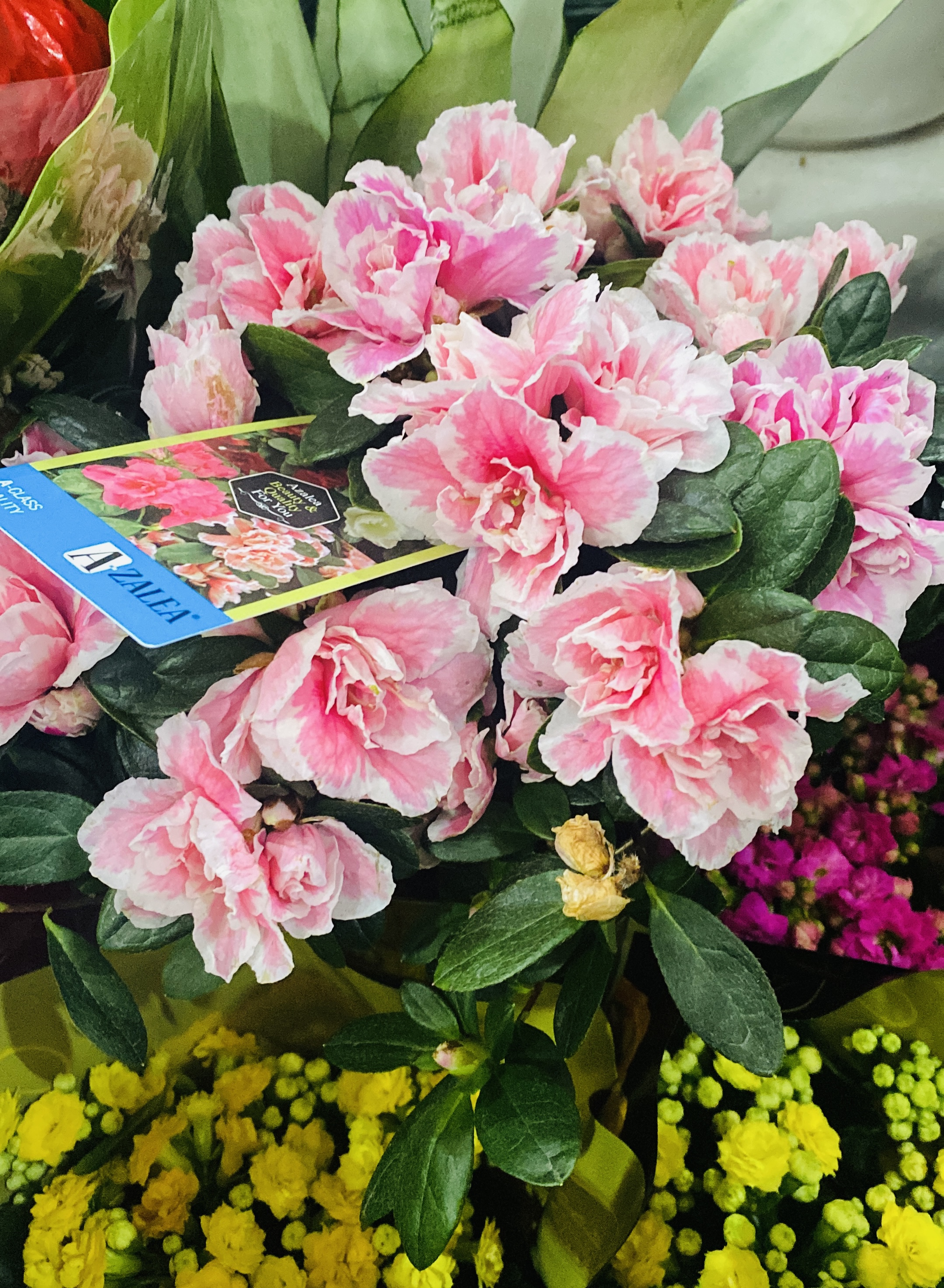 Азалия в ассортименте