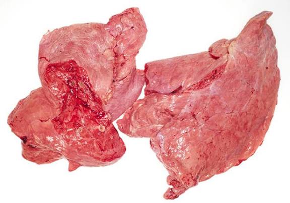 Лёгкое говядина. Цена указана за 1кг