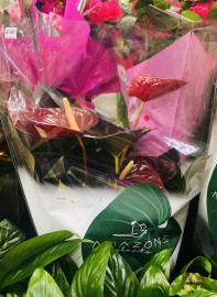 Антуриум «Мужское счастье»