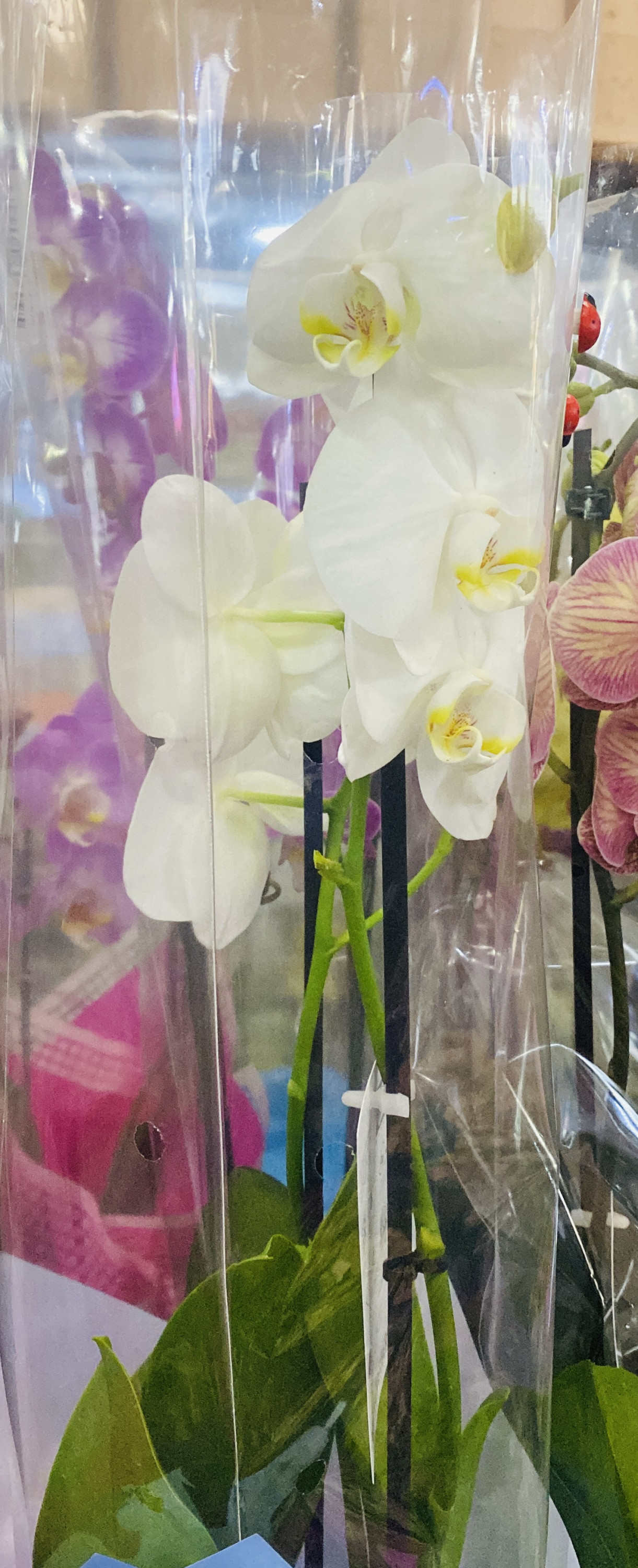 Орхидеи в ассортименте